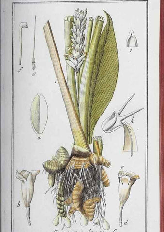 Reproducción/Reproduction 33304433478: Icones plantarum medicinalium.. Nürnberg :auf Kosten der Raspischen Buchhandlung,1779-1790. 