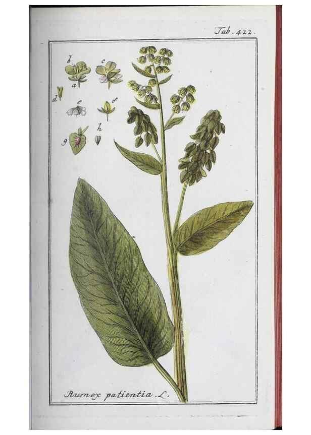 Reproducción/Reproduction 33304434868: Icones plantarum medicinalium.. Nürnberg :auf Kosten der Raspischen Buchhandlung,1779-1790. 