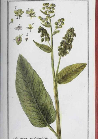 Reproducción/Reproduction 33304434868: Icones plantarum medicinalium.. Nürnberg :auf Kosten der Raspischen Buchhandlung,1779-1790. 