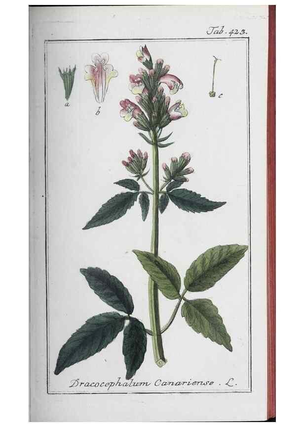 Reproducción/Reproduction 33304436388: Icones plantarum medicinalium.. Nürnberg :auf Kosten der Raspischen Buchhandlung,1779-1790. 
