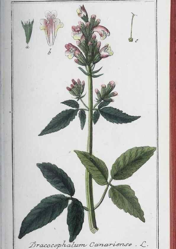Reproducción/Reproduction 33304436388: Icones plantarum medicinalium.. Nürnberg :auf Kosten der Raspischen Buchhandlung,1779-1790. 