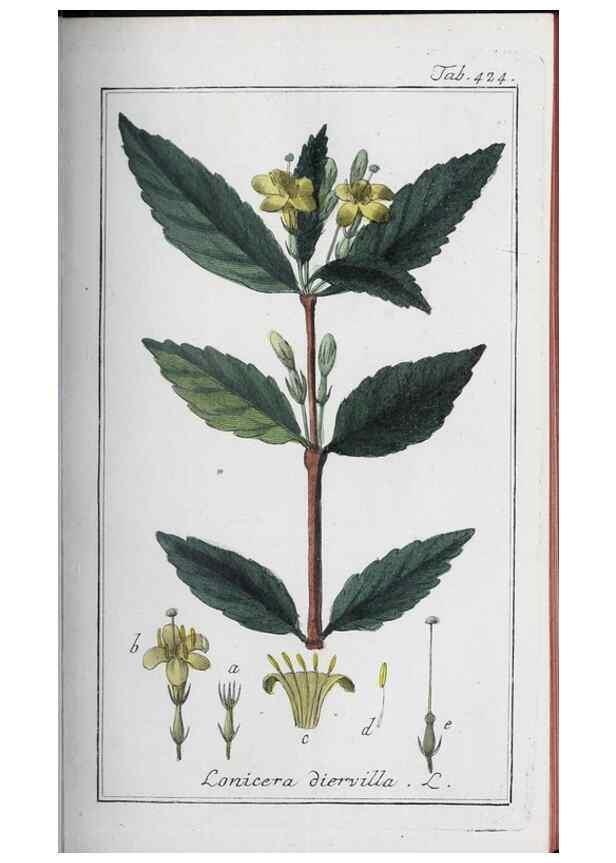 Reproducción/Reproduction 47179679131: Icones plantarum medicinalium.. Nürnberg :auf Kosten der Raspischen Buchhandlung,1779-1790. 