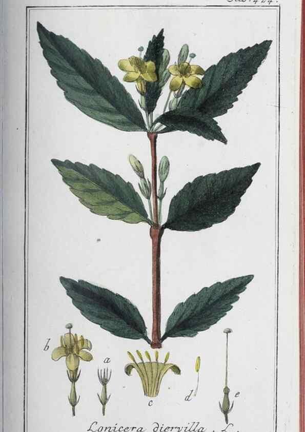 Reproducción/Reproduction 47179679131: Icones plantarum medicinalium.. Nürnberg :auf Kosten der Raspischen Buchhandlung,1779-1790. 