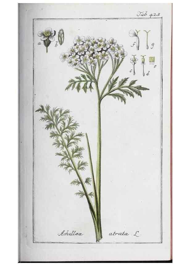 Reproducción/Reproduction 32237925507: Icones plantarum medicinalium.. Nürnberg :auf Kosten der Raspischen Buchhandlung,1779-1790. 