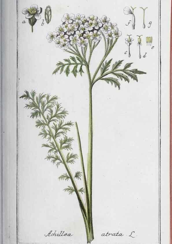 Reproducción/Reproduction 32237925507: Icones plantarum medicinalium.. Nürnberg :auf Kosten der Raspischen Buchhandlung,1779-1790. 