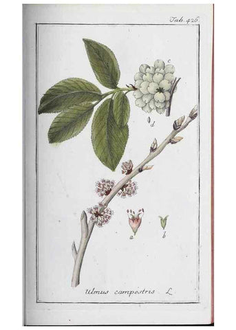 Reproducción/Reproduction 32237926837: Icones plantarum medicinalium.. Nürnberg :auf Kosten der Raspischen Buchhandlung,1779-1790. 