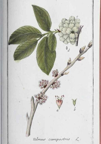 Reproducción/Reproduction 32237926837: Icones plantarum medicinalium.. Nürnberg :auf Kosten der Raspischen Buchhandlung,1779-1790. 