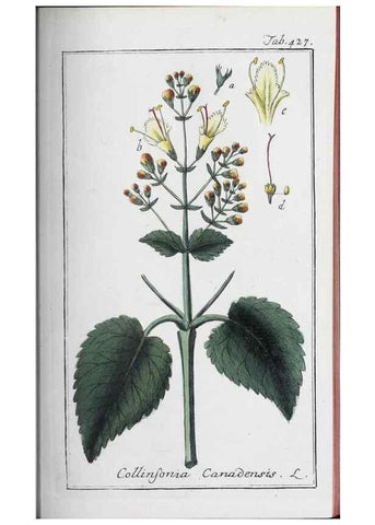 Reproducción/Reproduction 46456143424: Icones plantarum medicinalium.. Nürnberg :auf Kosten der Raspischen Buchhandlung,1779-1790. 