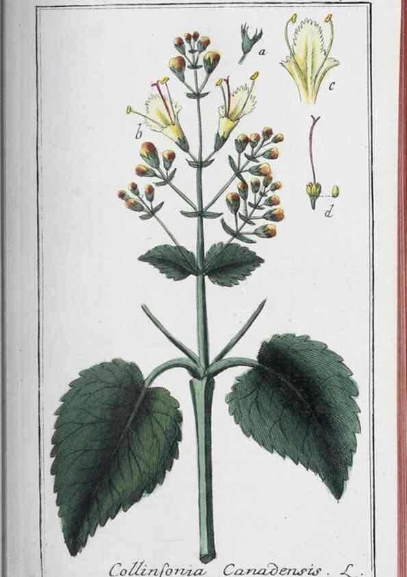 Reproducción/Reproduction 46456143424: Icones plantarum medicinalium.. Nürnberg :auf Kosten der Raspischen Buchhandlung,1779-1790. 