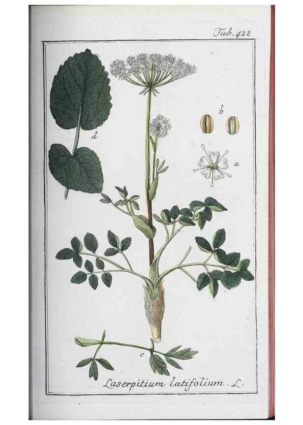 Reproducción/Reproduction 32237929977: Icones plantarum medicinalium.. Nürnberg :auf Kosten der Raspischen Buchhandlung,1779-1790. 