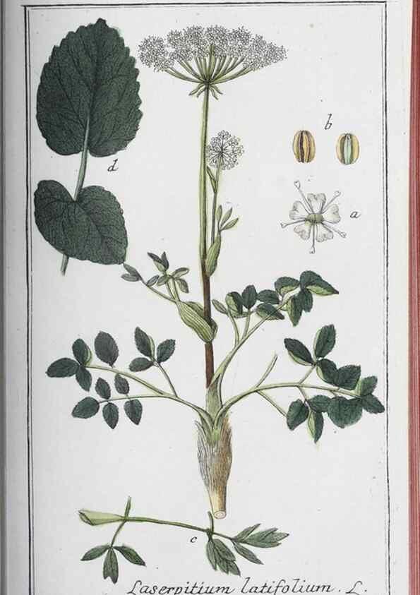 Reproducción/Reproduction 32237929977: Icones plantarum medicinalium.. Nürnberg :auf Kosten der Raspischen Buchhandlung,1779-1790. 