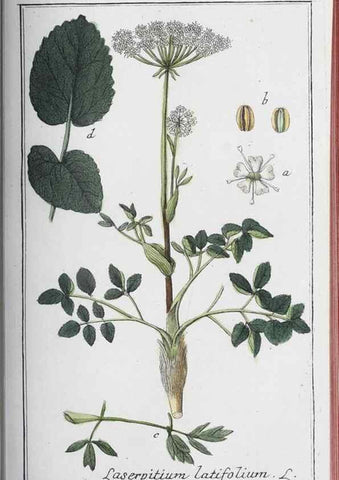 Reproducción/Reproduction 32237929977: Icones plantarum medicinalium.. Nürnberg :auf Kosten der Raspischen Buchhandlung,1779-1790. 