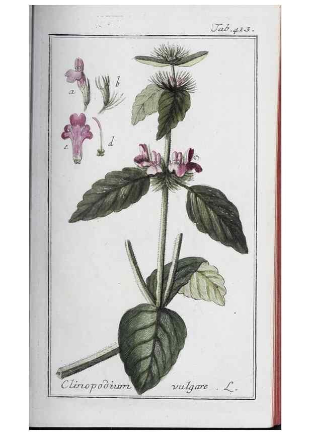 Reproducción/Reproduction 33304421668: Icones plantarum medicinalium.. Nürnberg :auf Kosten der Raspischen Buchhandlung,1779-1790. 