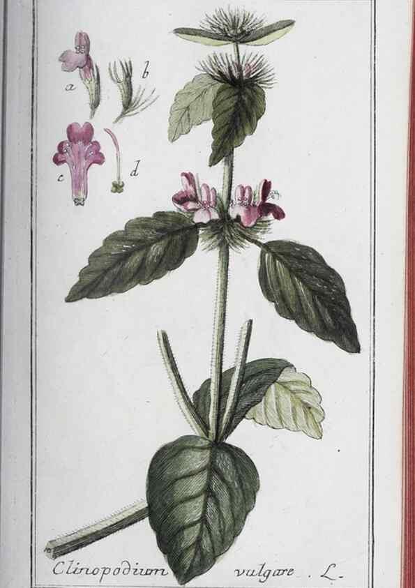 Reproducción/Reproduction 33304421668: Icones plantarum medicinalium.. Nürnberg :auf Kosten der Raspischen Buchhandlung,1779-1790. 