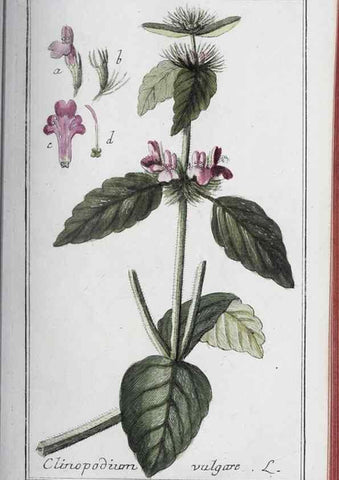 Reproducción/Reproduction 33304421668: Icones plantarum medicinalium.. Nürnberg :auf Kosten der Raspischen Buchhandlung,1779-1790. 