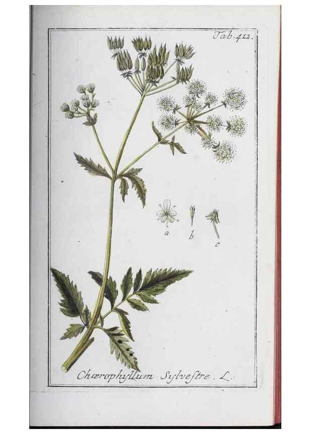 Reproducción/Reproduction 47179670141: Icones plantarum medicinalium.. Nürnberg :auf Kosten der Raspischen Buchhandlung,1779-1790. 