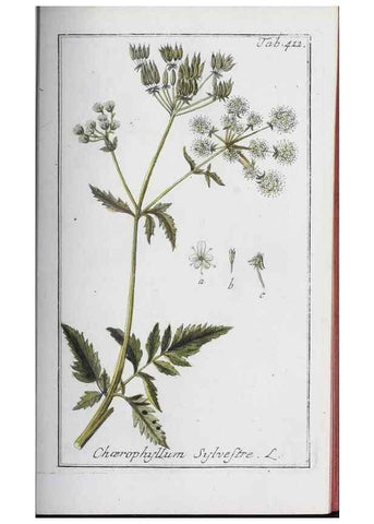 Reproducción/Reproduction 47179670141: Icones plantarum medicinalium.. Nürnberg :auf Kosten der Raspischen Buchhandlung,1779-1790. 