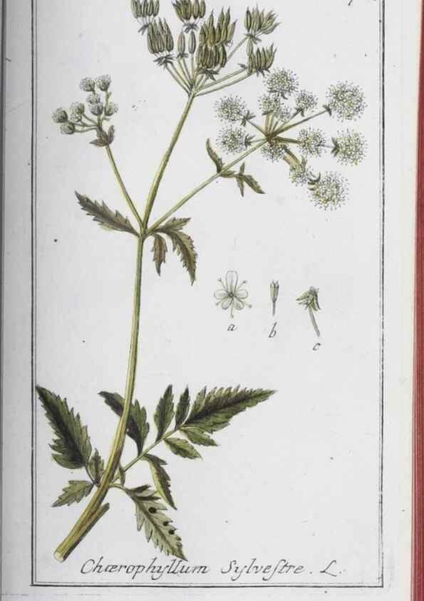 Reproducción/Reproduction 47179670141: Icones plantarum medicinalium.. Nürnberg :auf Kosten der Raspischen Buchhandlung,1779-1790. 