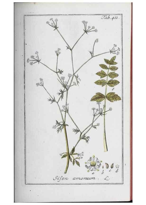 Reproducción/Reproduction 47179668951: Icones plantarum medicinalium.. Nürnberg :auf Kosten der Raspischen Buchhandlung,1779-1790. 