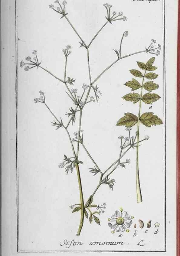 Reproducción/Reproduction 47179668951: Icones plantarum medicinalium.. Nürnberg :auf Kosten der Raspischen Buchhandlung,1779-1790. 