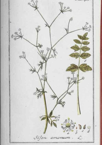Reproducción/Reproduction 47179668951: Icones plantarum medicinalium.. Nürnberg :auf Kosten der Raspischen Buchhandlung,1779-1790. 