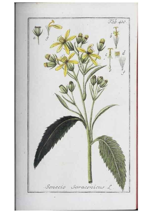 Reproducción/Reproduction 46456133434: Icones plantarum medicinalium.. Nürnberg :auf Kosten der Raspischen Buchhandlung,1779-1790. 