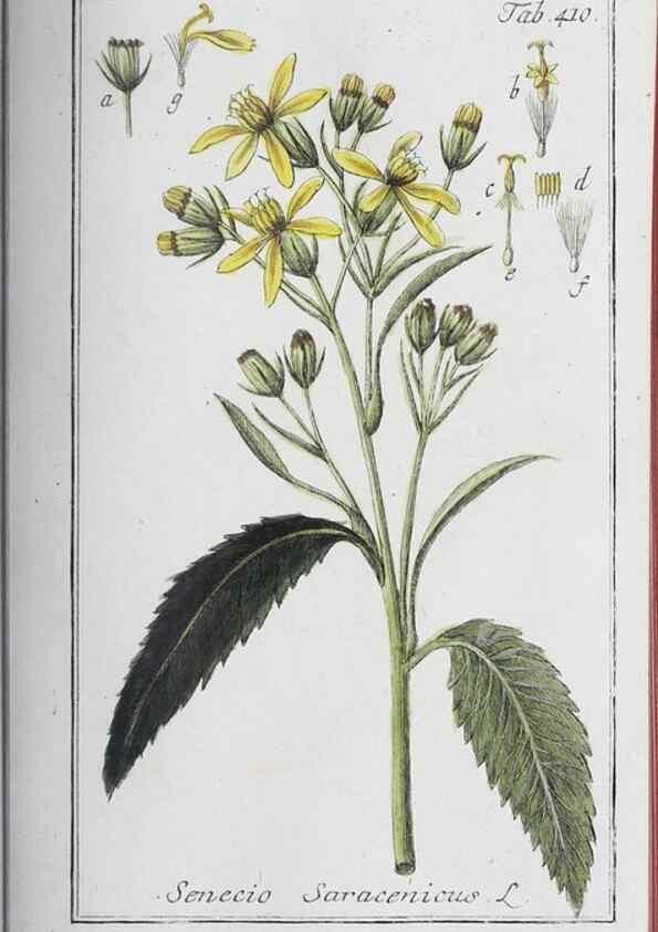 Reproducción/Reproduction 46456133434: Icones plantarum medicinalium.. Nürnberg :auf Kosten der Raspischen Buchhandlung,1779-1790. 