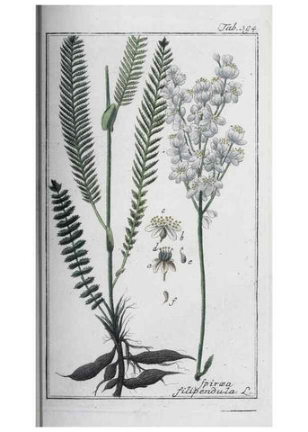 Reproducción/Reproduction 46456070734: Icones plantarum medicinalium.. Nürnberg :auf Kosten der Raspischen Buchhandlung,1779-1790. 