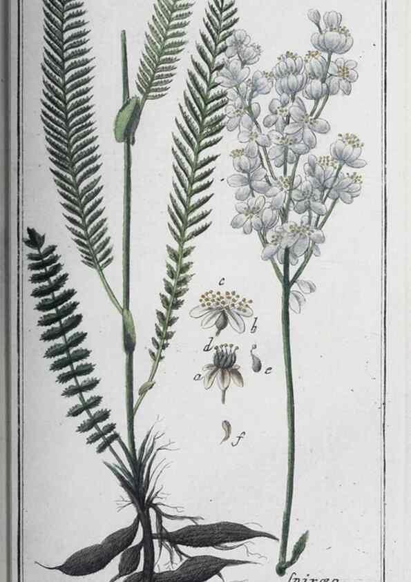 Reproducción/Reproduction 46456070734: Icones plantarum medicinalium.. Nürnberg :auf Kosten der Raspischen Buchhandlung,1779-1790. 