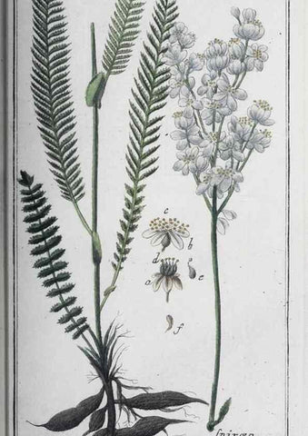 Reproducción/Reproduction 46456070734: Icones plantarum medicinalium.. Nürnberg :auf Kosten der Raspischen Buchhandlung,1779-1790. 