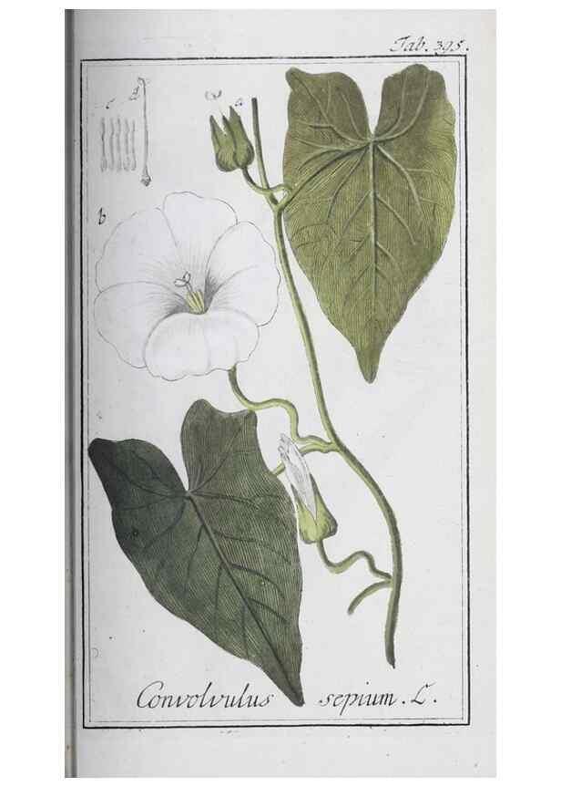 Reproducción/Reproduction 46456071324: Icones plantarum medicinalium.. Nürnberg :auf Kosten der Raspischen Buchhandlung,1779-1790. 