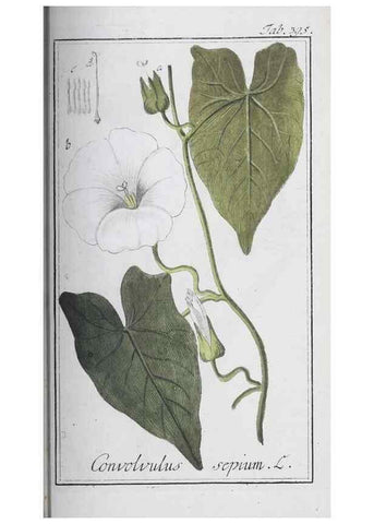 Reproducción/Reproduction 46456071324: Icones plantarum medicinalium.. Nürnberg :auf Kosten der Raspischen Buchhandlung,1779-1790. 