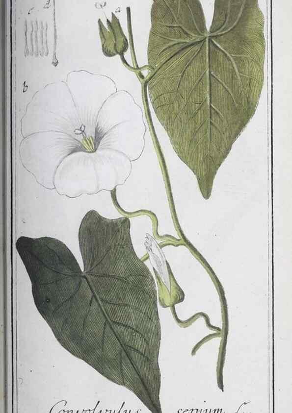 Reproducción/Reproduction 46456071324: Icones plantarum medicinalium.. Nürnberg :auf Kosten der Raspischen Buchhandlung,1779-1790. 