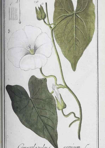 Reproducción/Reproduction 46456071324: Icones plantarum medicinalium.. Nürnberg :auf Kosten der Raspischen Buchhandlung,1779-1790. 