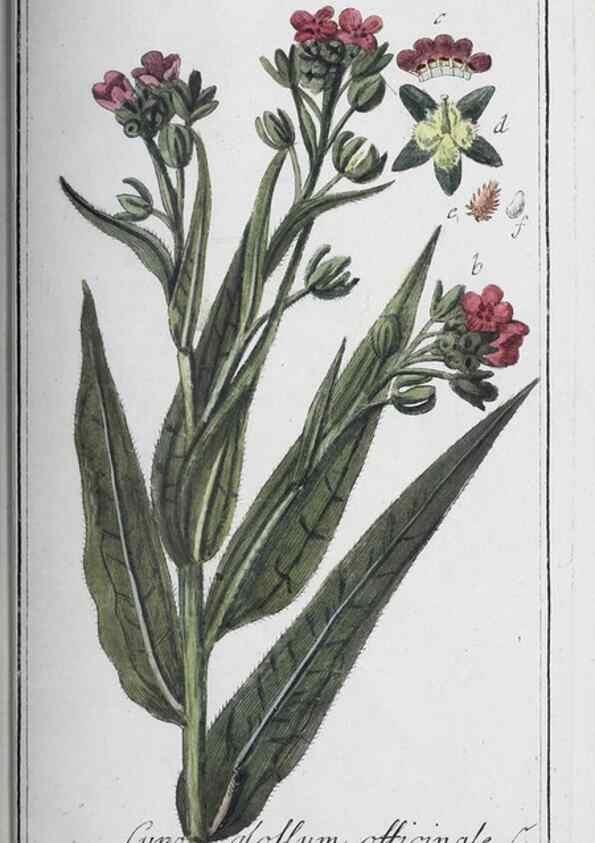 Reproducción/Reproduction 46456071854: Icones plantarum medicinalium.. Nürnberg :auf Kosten der Raspischen Buchhandlung,1779-1790. 