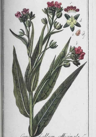 Reproducción/Reproduction 46456071854: Icones plantarum medicinalium.. Nürnberg :auf Kosten der Raspischen Buchhandlung,1779-1790. 