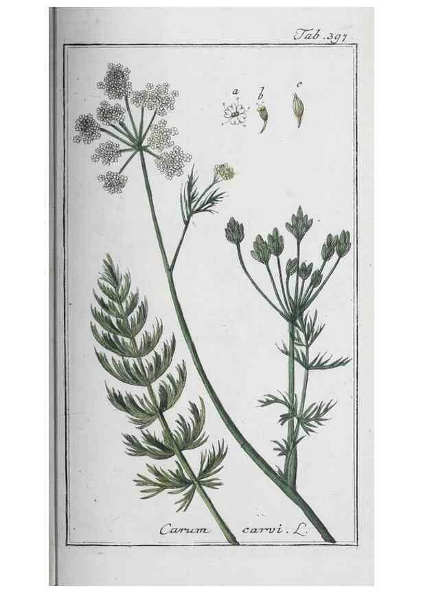 Reproducción/Reproduction 46265408005: Icones plantarum medicinalium.. Nürnberg :auf Kosten der Raspischen Buchhandlung,1779-1790. 