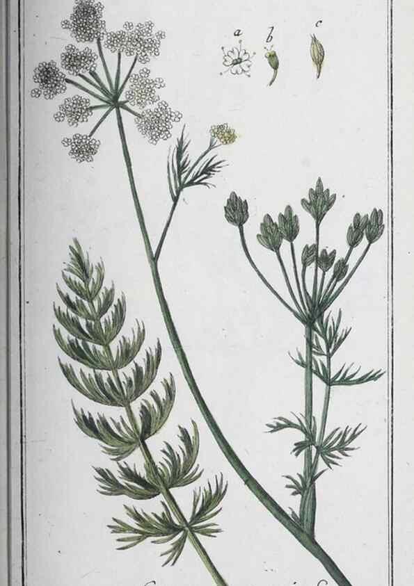 Reproducción/Reproduction 46265408005: Icones plantarum medicinalium.. Nürnberg :auf Kosten der Raspischen Buchhandlung,1779-1790. 