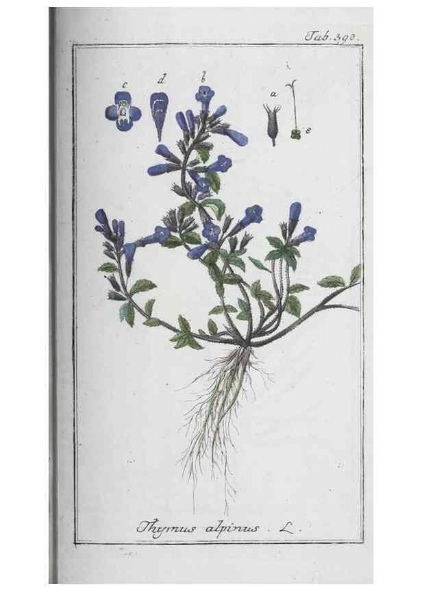 Reproducción/Reproduction 32237838067: Icones plantarum medicinalium.. Nürnberg :auf Kosten der Raspischen Buchhandlung,1779-1790. 