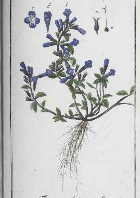 Reproducción/Reproduction 32237838067: Icones plantarum medicinalium.. Nürnberg :auf Kosten der Raspischen Buchhandlung,1779-1790. 