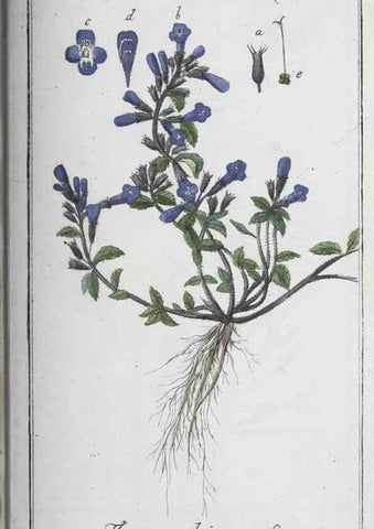 Reproducción/Reproduction 32237838067: Icones plantarum medicinalium.. Nürnberg :auf Kosten der Raspischen Buchhandlung,1779-1790. 