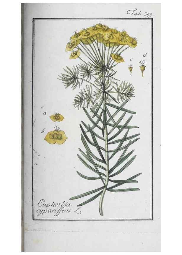 Reproducción/Reproduction 47127794062: Icones plantarum medicinalium.. Nürnberg :auf Kosten der Raspischen Buchhandlung,1779-1790. 