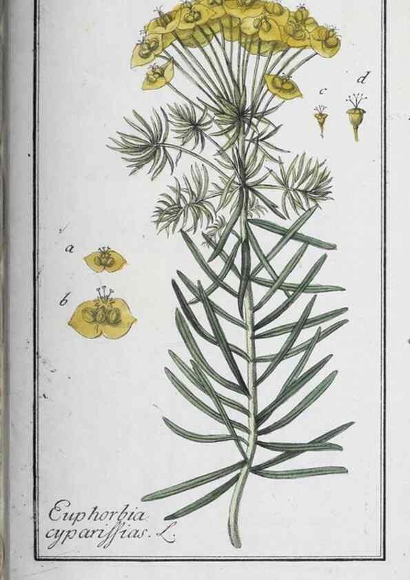 Reproducción/Reproduction 47127794062: Icones plantarum medicinalium.. Nürnberg :auf Kosten der Raspischen Buchhandlung,1779-1790. 