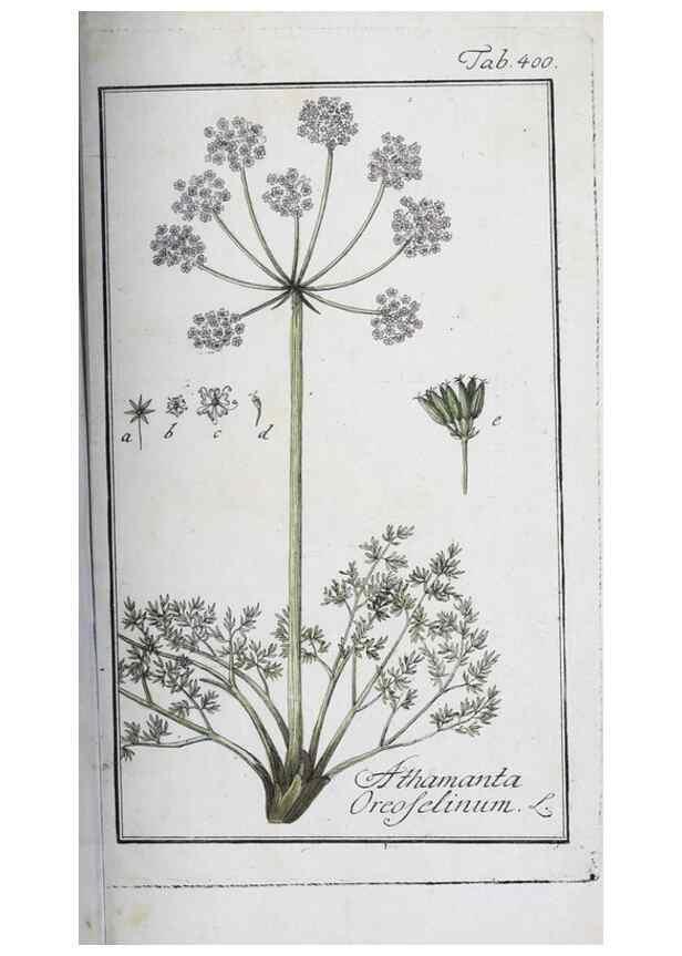 Reproducción/Reproduction 46265409325: Icones plantarum medicinalium.. Nürnberg :auf Kosten der Raspischen Buchhandlung,1779-1790. 