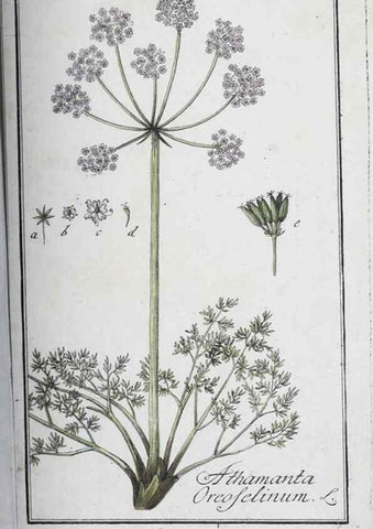 Reproducción/Reproduction 46265409325: Icones plantarum medicinalium.. Nürnberg :auf Kosten der Raspischen Buchhandlung,1779-1790. 