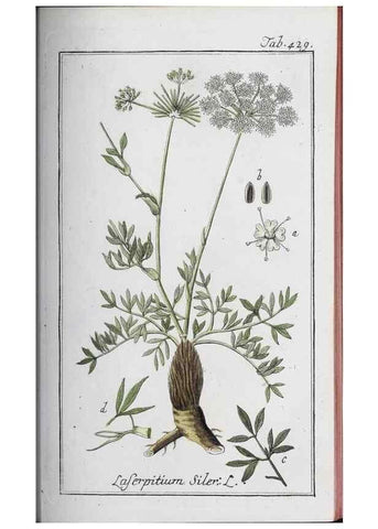 Reproducción/Reproduction 40214822963: Icones plantarum medicinalium.. Nürnberg :auf Kosten der Raspischen Buchhandlung,1779-1790. 