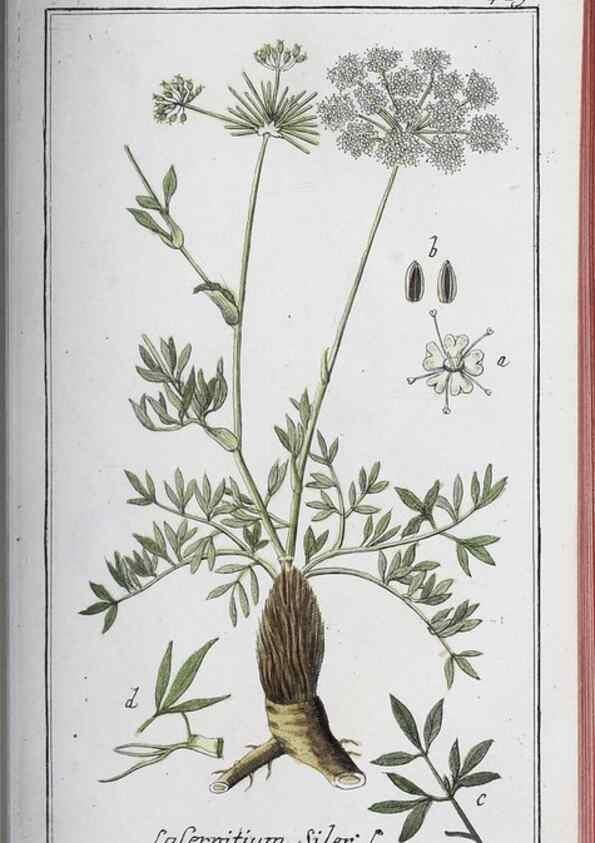 Reproducción/Reproduction 40214822963: Icones plantarum medicinalium.. Nürnberg :auf Kosten der Raspischen Buchhandlung,1779-1790. 