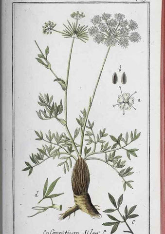 Reproducción/Reproduction 40214822963: Icones plantarum medicinalium.. Nürnberg :auf Kosten der Raspischen Buchhandlung,1779-1790. 