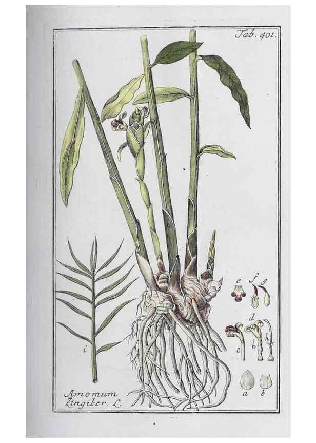 Reproducción/Reproduction 46265481655: Icones plantarum medicinalium.. Nürnberg :auf Kosten der Raspischen Buchhandlung,1779-1790. 