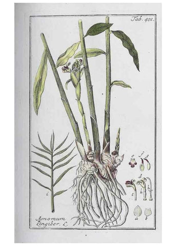 Reproducción/Reproduction 46265481655: Icones plantarum medicinalium.. Nürnberg :auf Kosten der Raspischen Buchhandlung,1779-1790. 